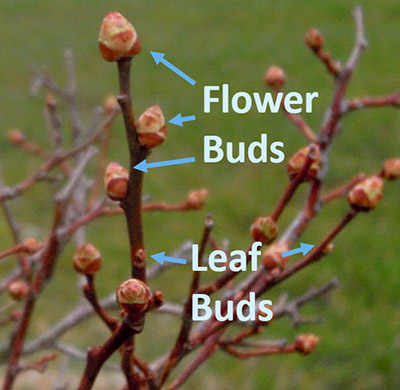 Flower and Leaf Buds
