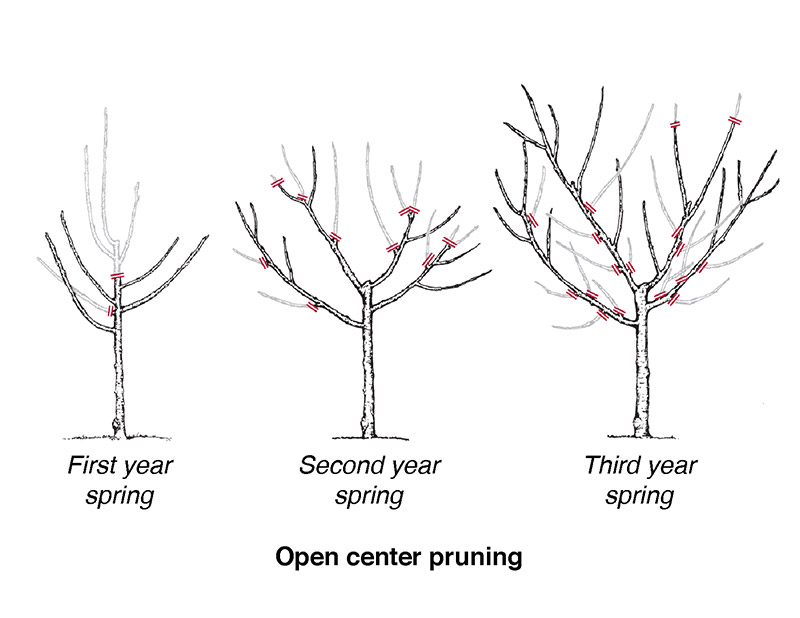 Vase shape fruit tree pruning