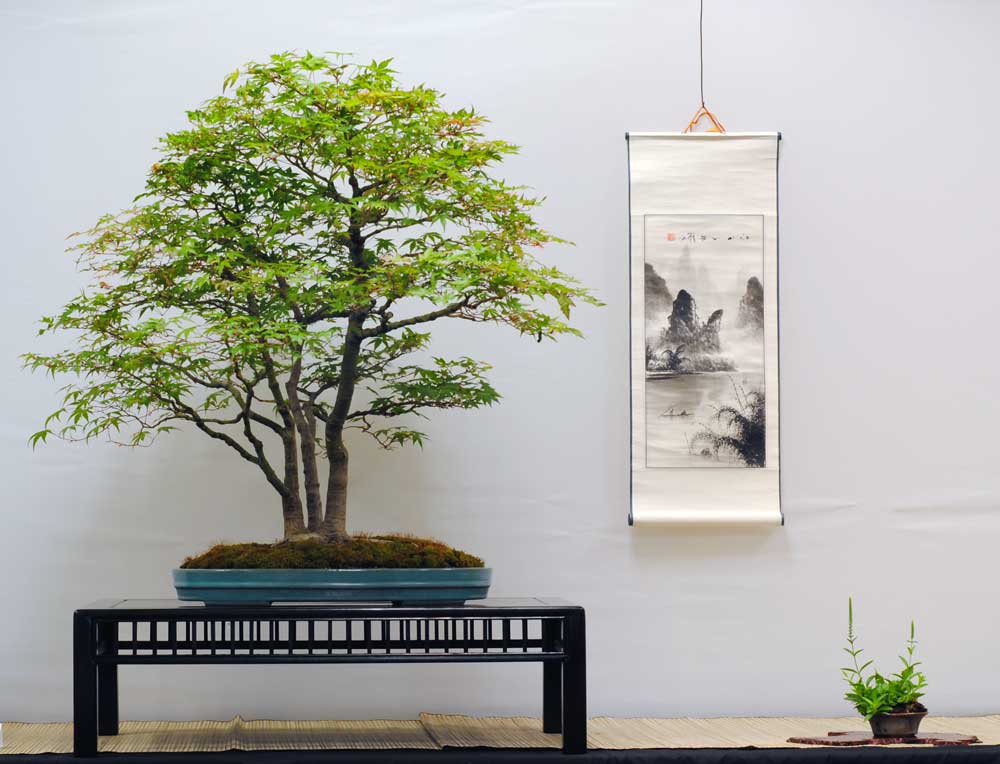Japanese Maple Bonsai Display