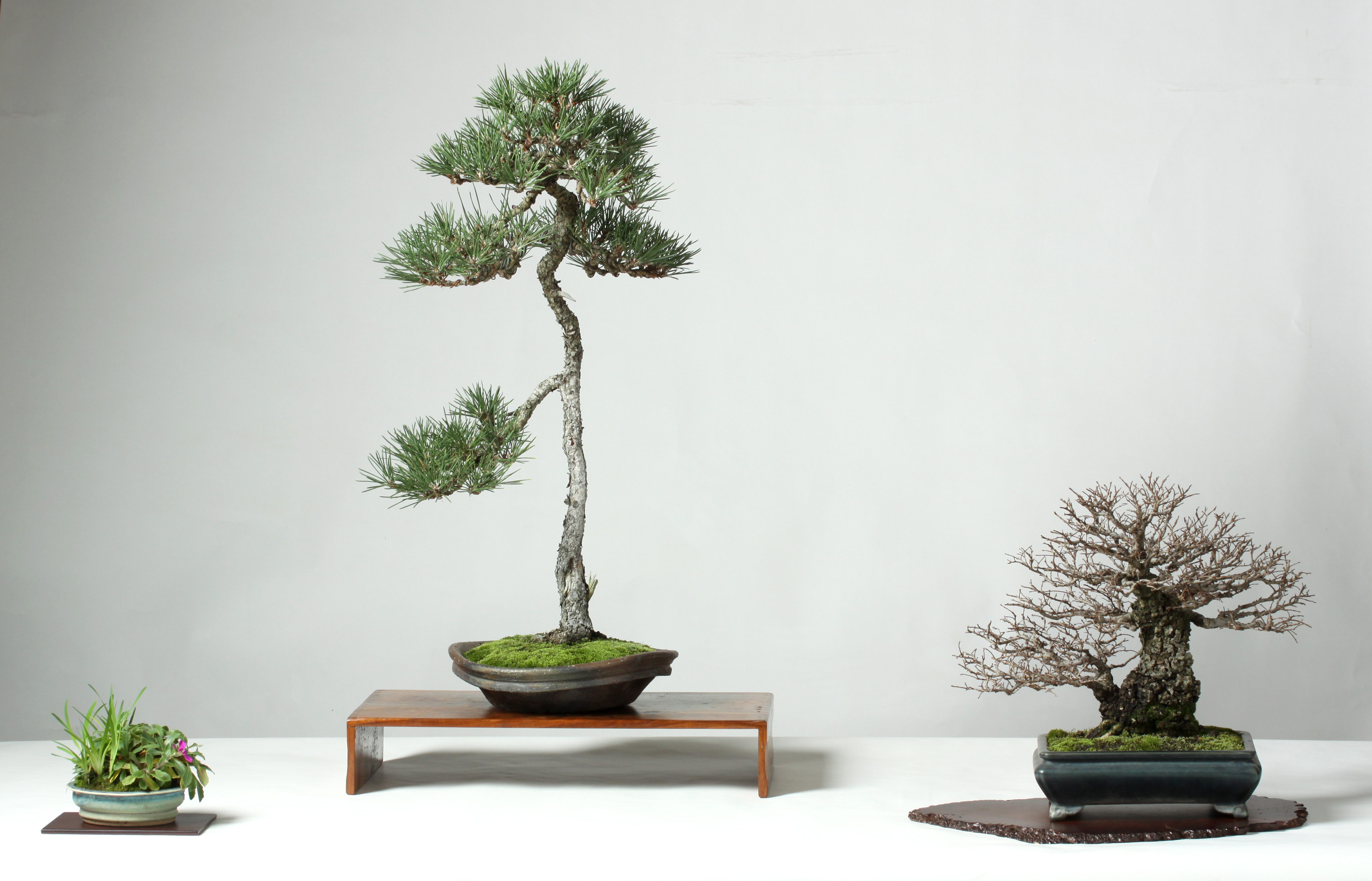 Elm and Pine Bonsai Display