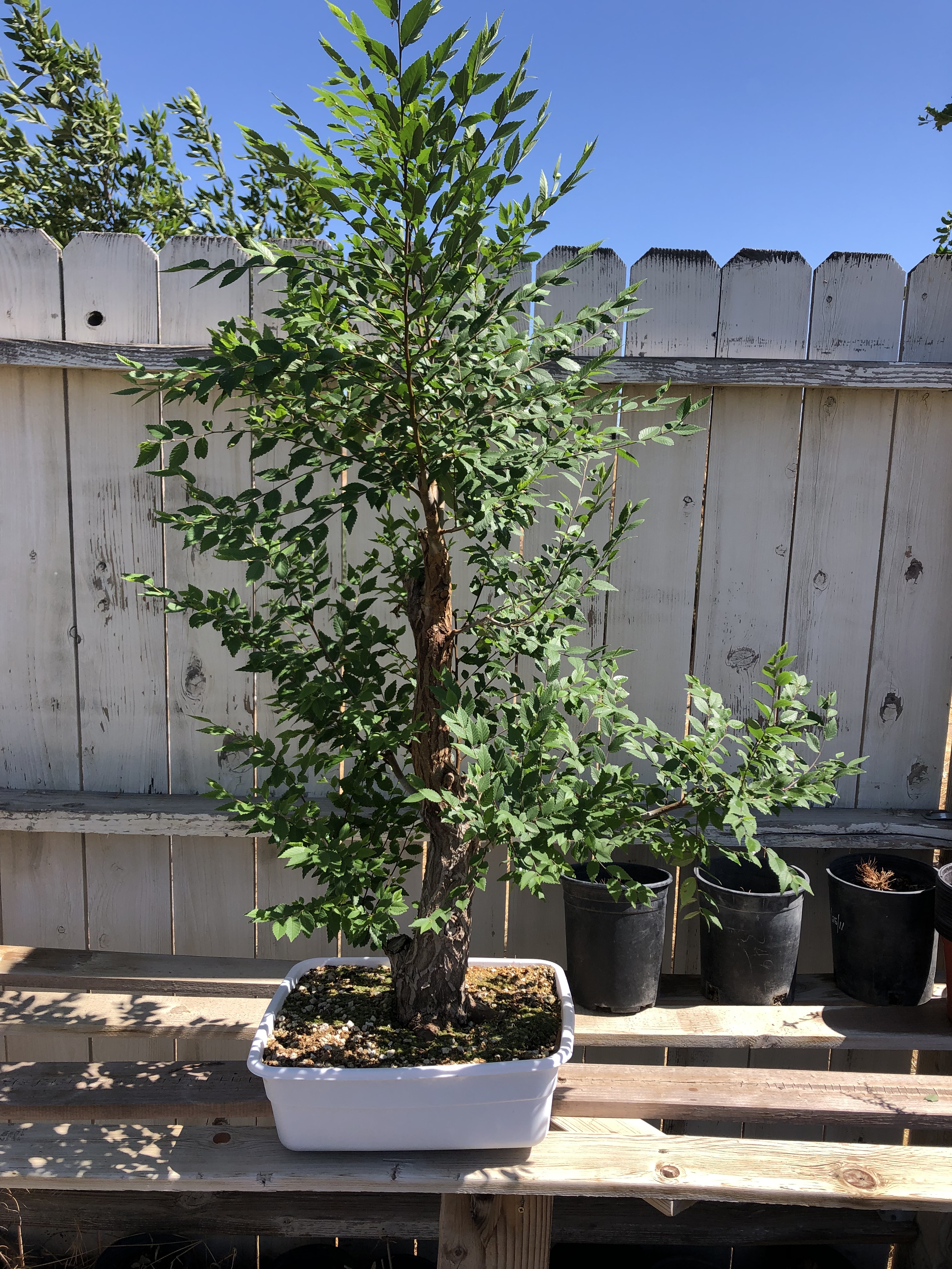 siberian elm yamadori bonsai summer pruning