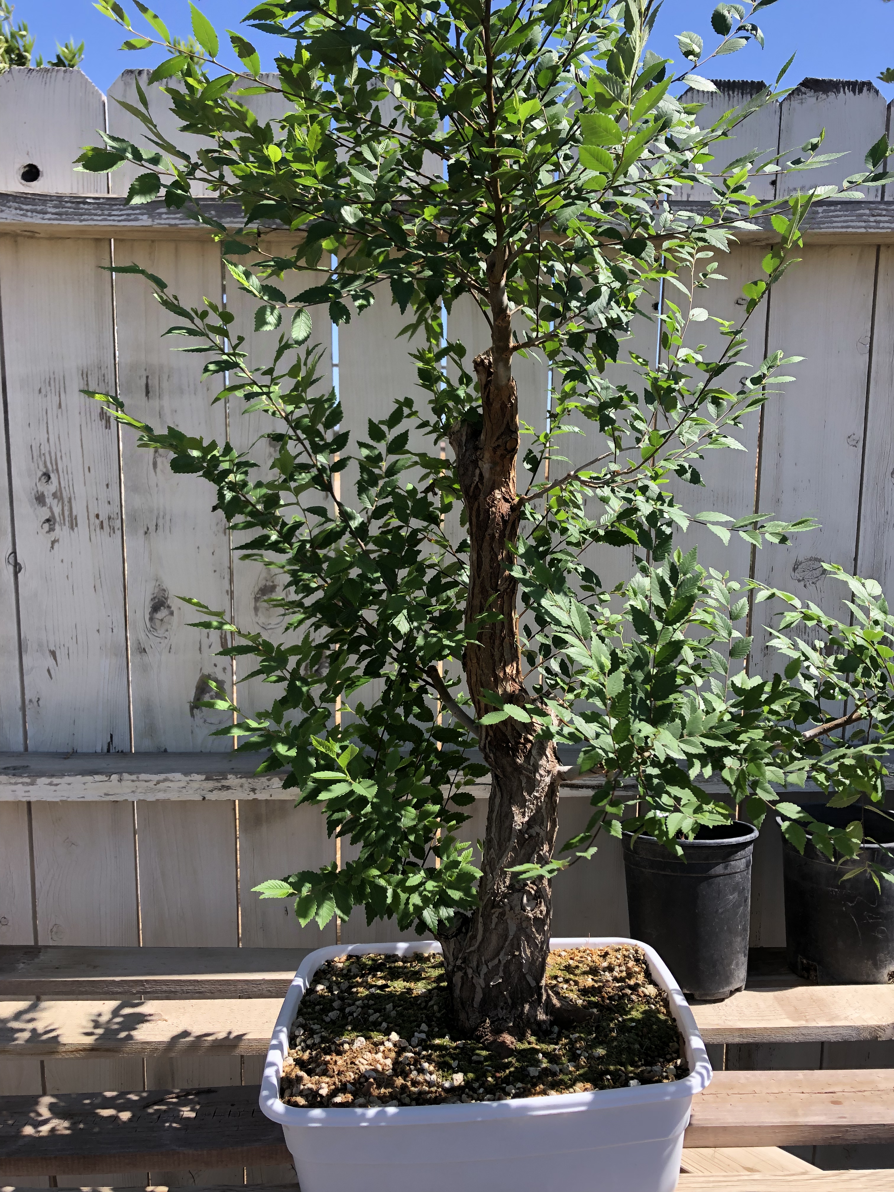 siberian elm bonsai tree