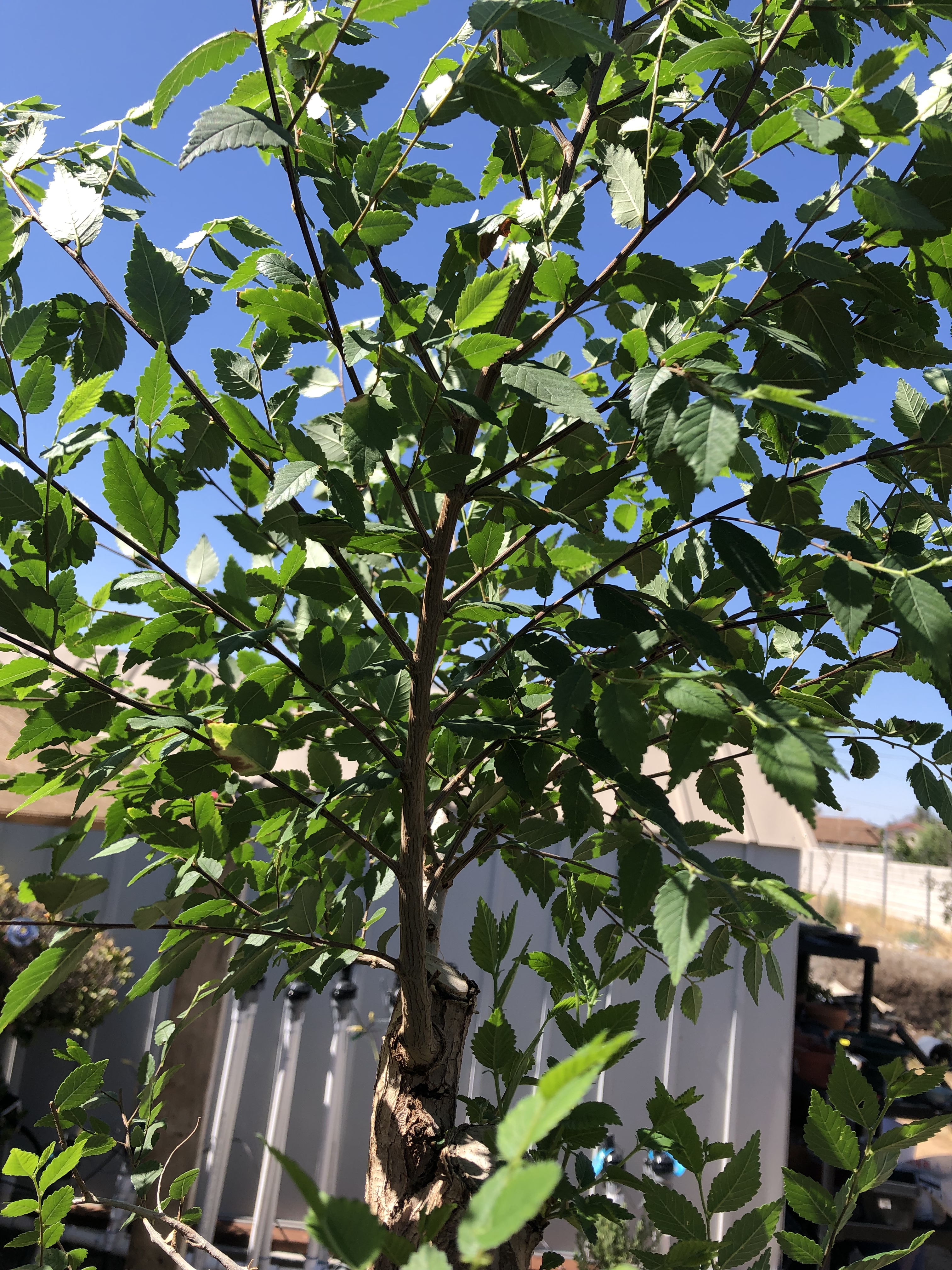 siberian elm deciduous bonsai pruning